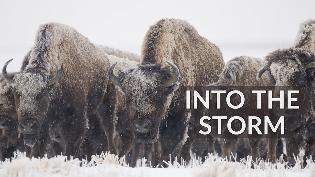 into the storm LOGO.jpg