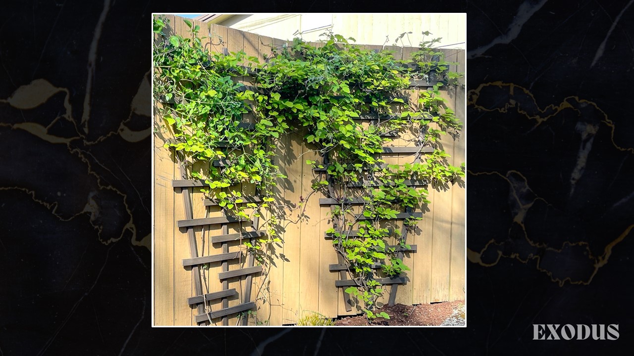 Trellis.jpg