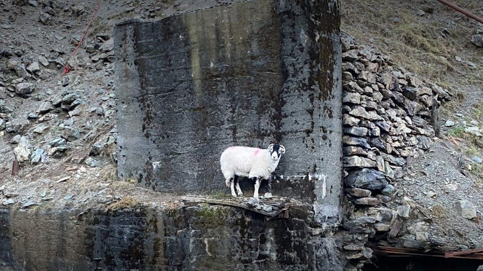 Sheep on mtn.jpg
