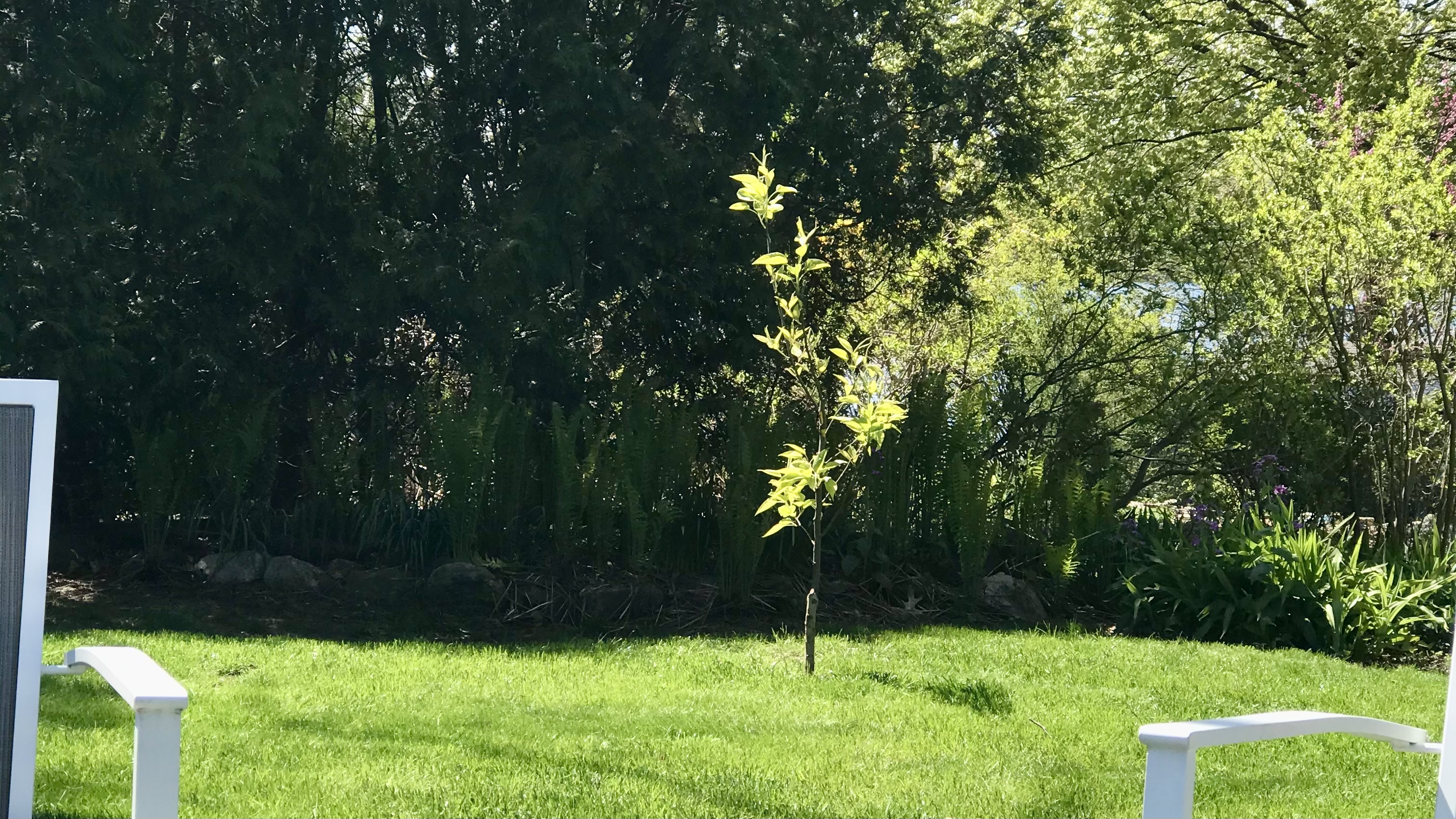 Pear Tree