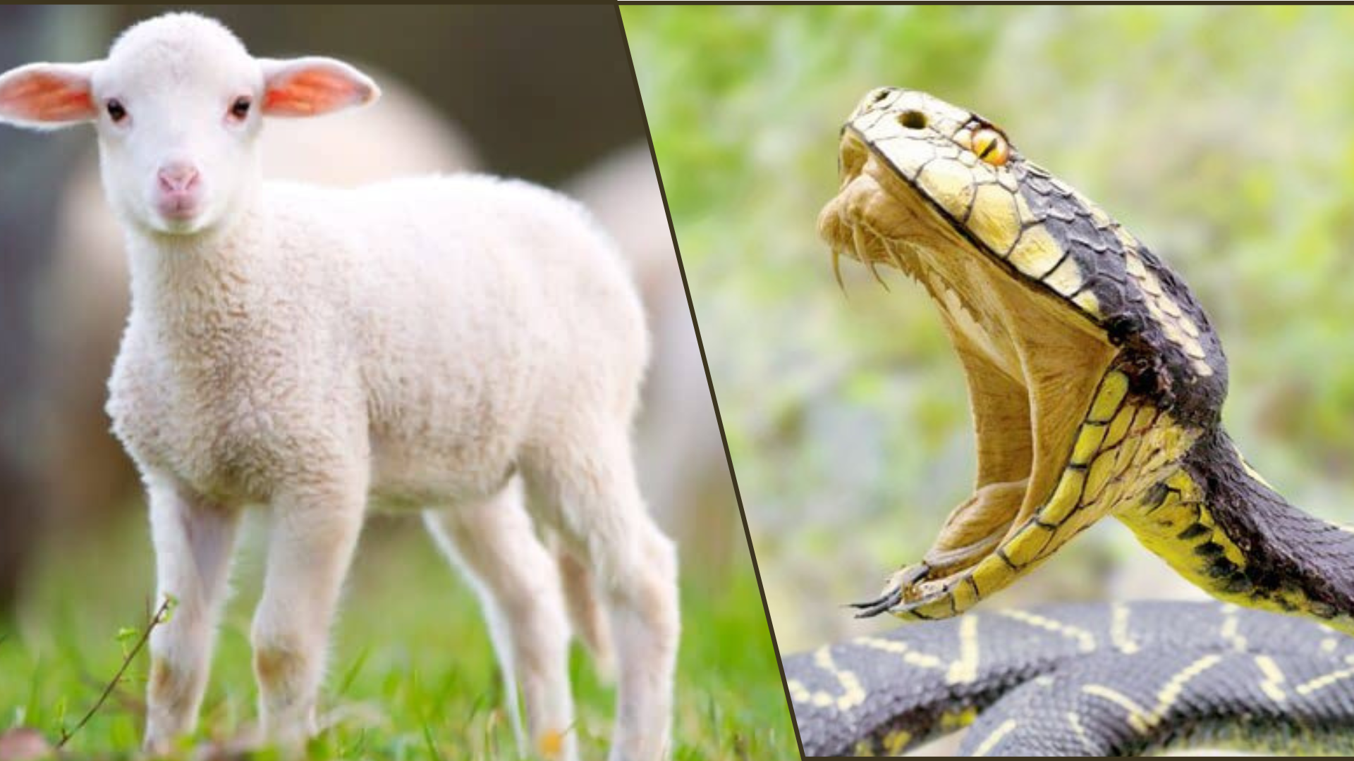 lamb snake.png
