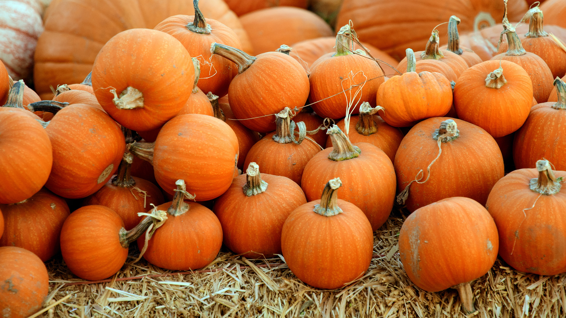 Fall Festival